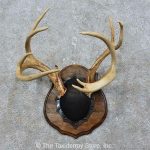15772 P Whitetail Deer Antler Plaque Taxidermy Mount For Sale