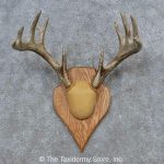 15649 E Whitetail Deer Antler Plaque Taxidermy Mount For Sale