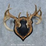15338 E Whitetail Deer Antler Plaque Taxidermy Mount For Sale