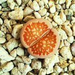 Lithops Julii Fulleri Living Stones Exotic Rock Ice Plant Rare Seed 50 Seeds