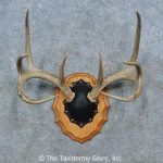 15347 P Whitetail Deer Antler Plaque Taxidermy Mount For Sale