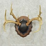 15834 P Whitetail Deer Antler Plaque Taxidermy Mount For Sale