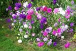 150 Aster Crego Mix Flower Seeds 2021 All Non Gmo Heirloom Seeds